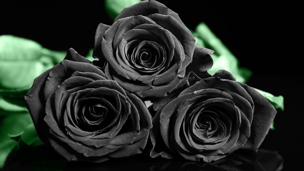 Hoa hồng đen có ý nghĩa gì? Nên tặng trong trường hợp nào?